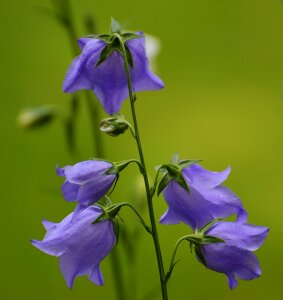 Blossom bloom plant
