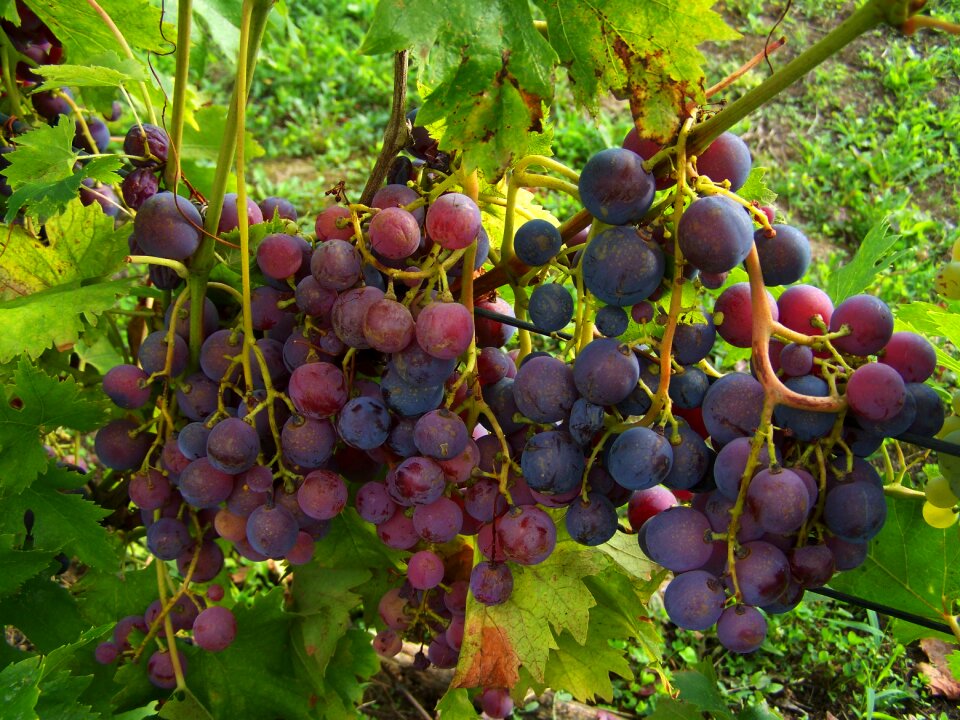 Grape bluish-purple berry crop