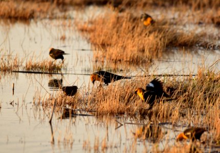 Yellow headed blackbirds at Seedskadee National Wildlife Refuge