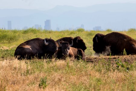 Bison at Rocky Mountain Arsenal National Wildlife Refuge photo