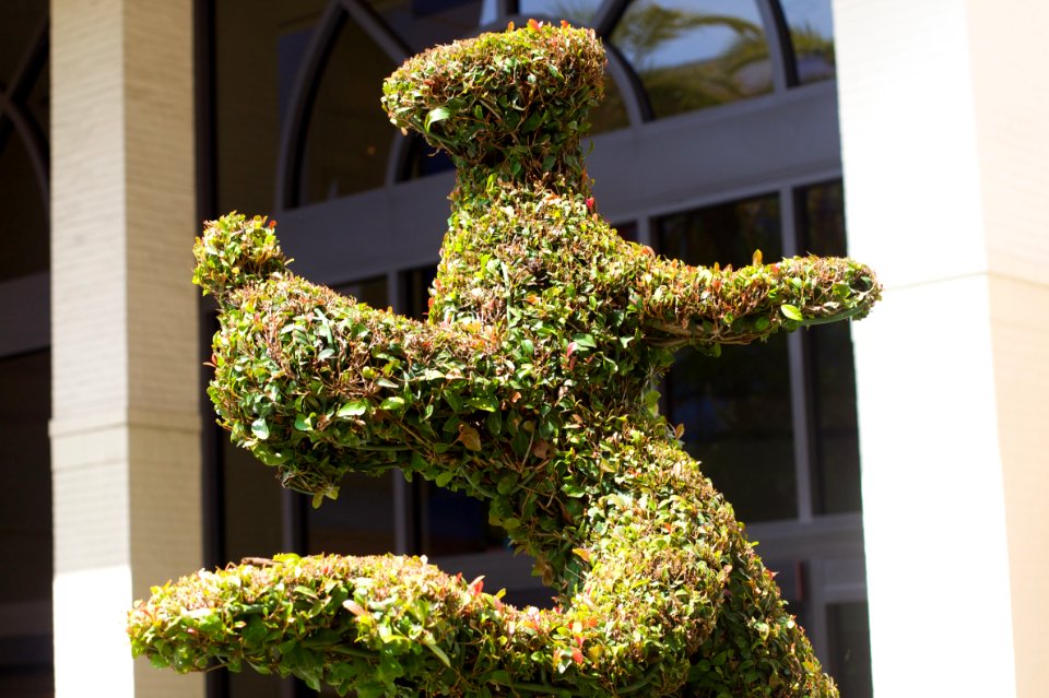 2010/365/158 Goofy Bush