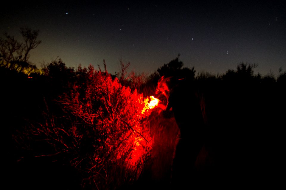 Bethany Beach Firefly Survey - 2019