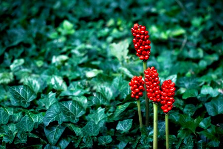 Red ivy green