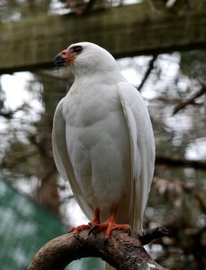 Wildlife beak avian