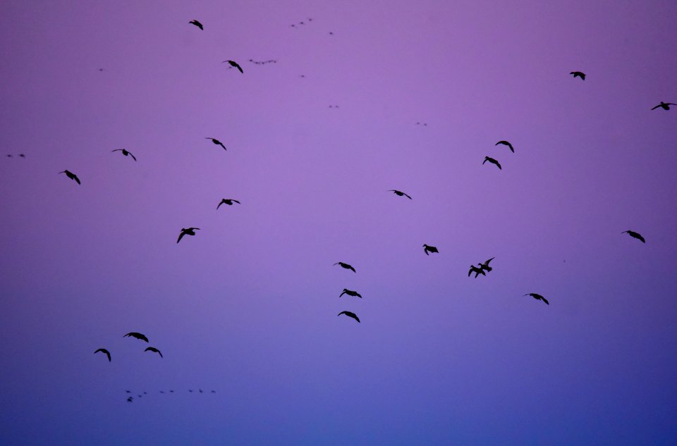 Twilight Mallards