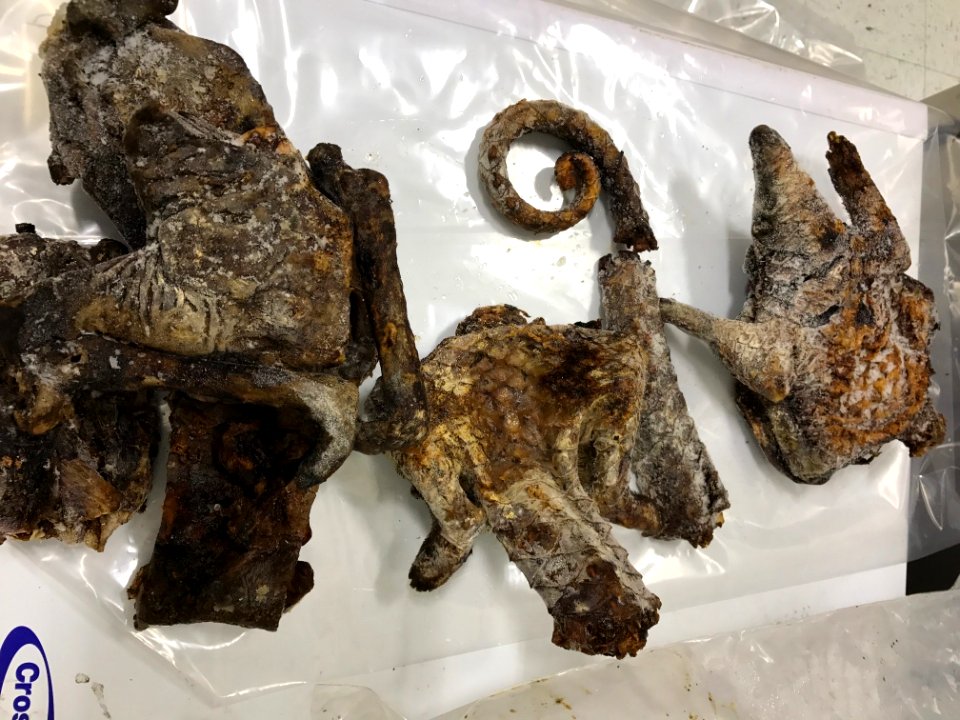 Smuggled Pangolin Meat Seized at Miami International Airport