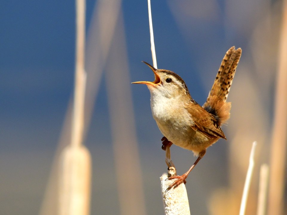 Marsh wren at Seedskadee National Wildlife Refuge