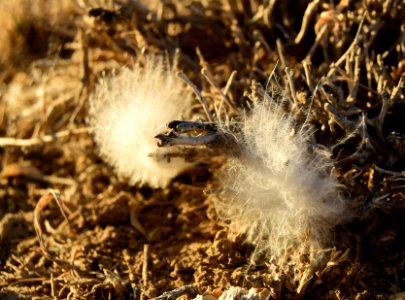 Greater sage-grouse southwest Wyoming