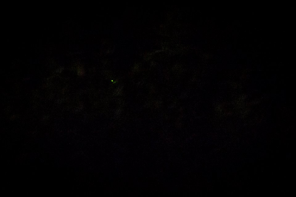 Bethany Beach Firefly Survey - 2019