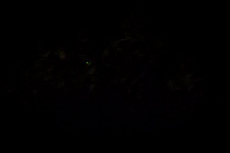 Bethany Beach Firefly Survey - 2019