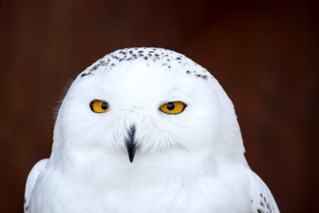 Owl white yellow eyes