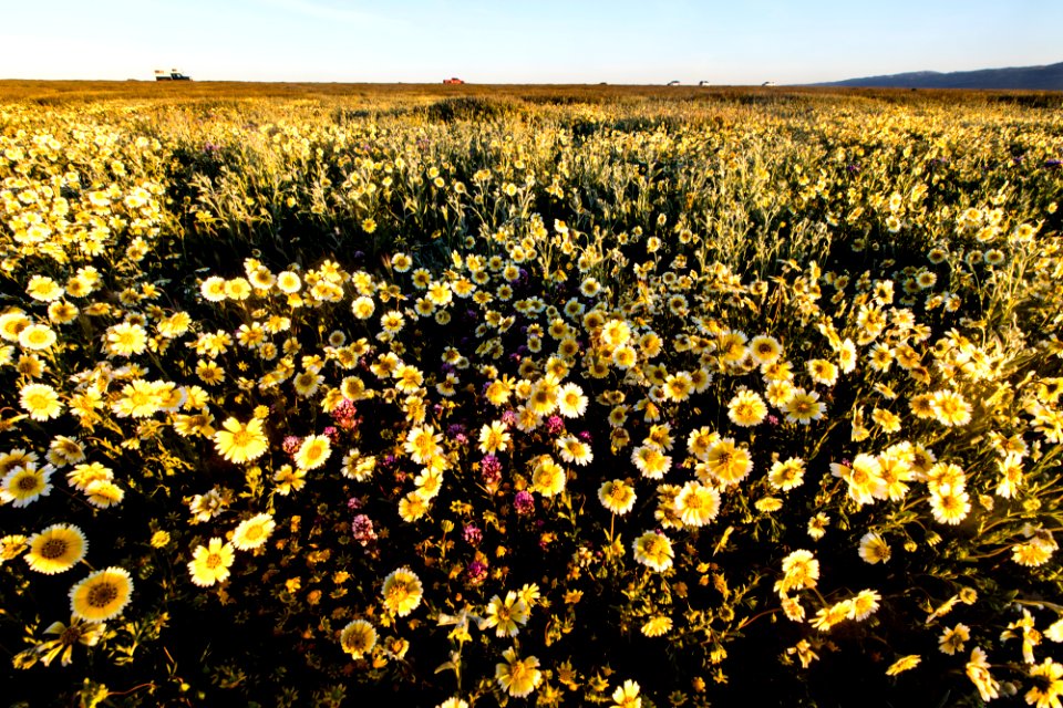 Super Bloom 2017 at Carrizo Plain National Monument