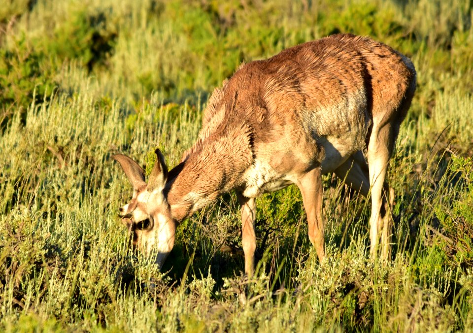 Pronghorn at Arapaho National Wildlife Refuge