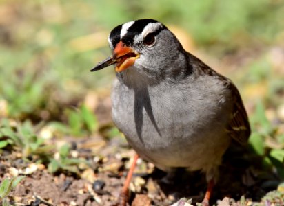 White-crowned sparrow photo