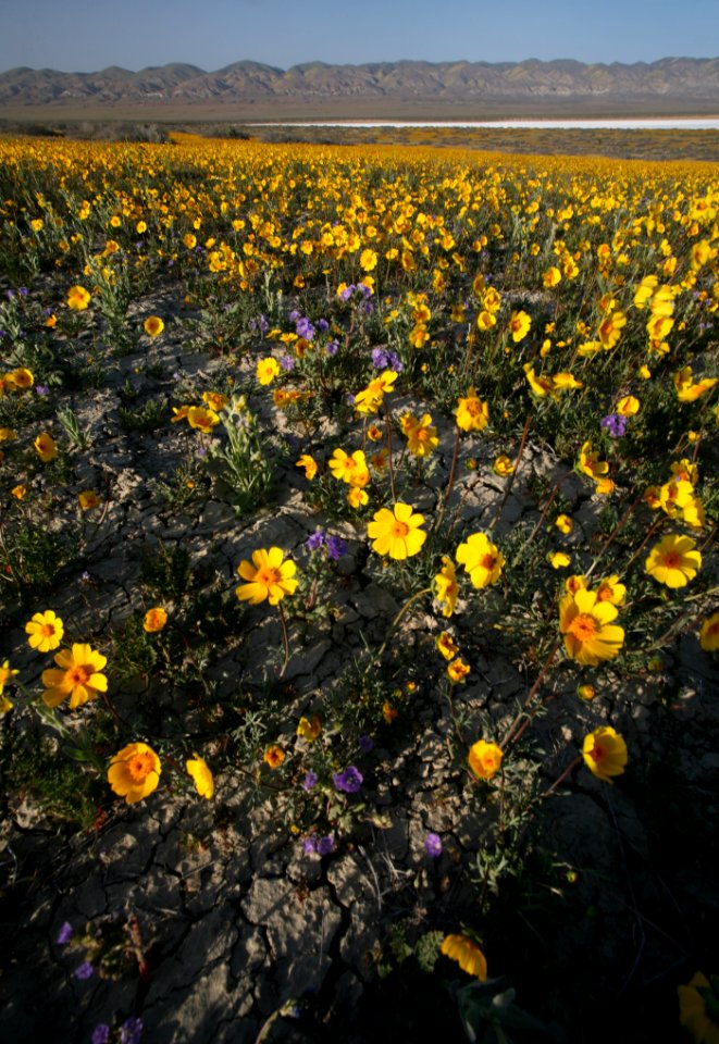 Carrizo Plain National Monument