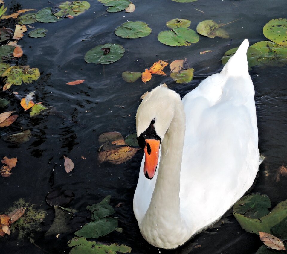 Nature white graceful