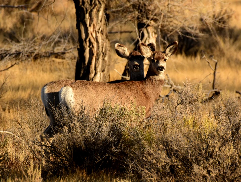 Mule deer at Seedskadee National Wildlife Refuge