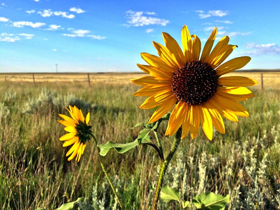Field nature meadow