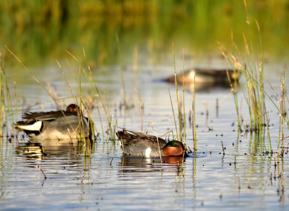 Green-winged teal at Seedskadee National Wildlife Refuge