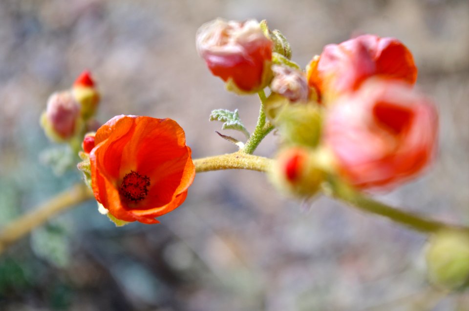 Apricot Globemallow