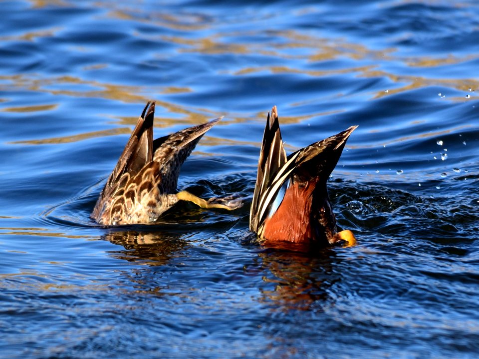 Cinnamon teal at Seedskadee National Wildlife Refuge