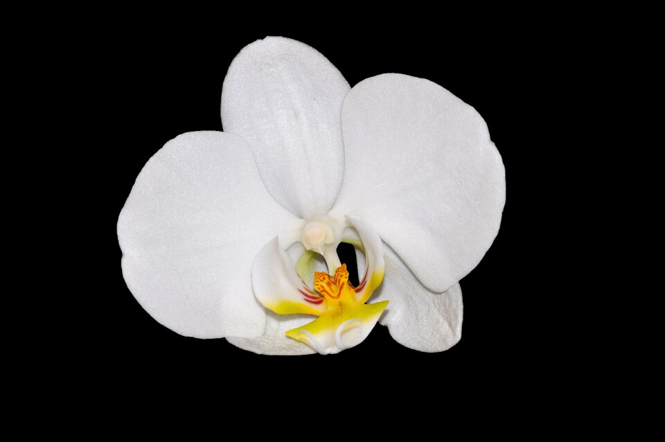 Bloom white beautiful