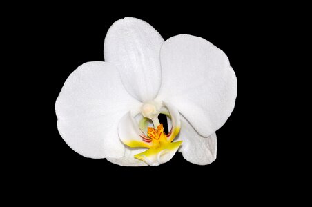 Bloom white beautiful