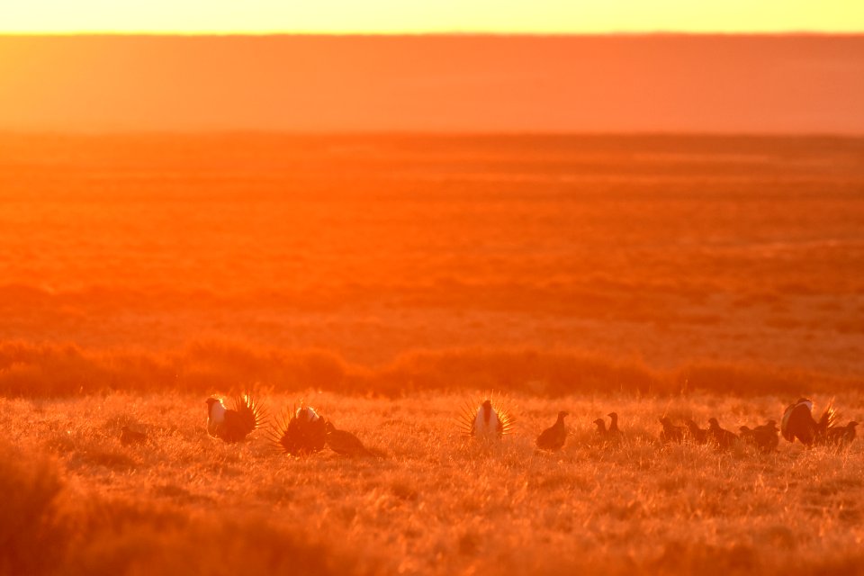 Greater sage-grouse near Seedskadee National Wildlife Refuge