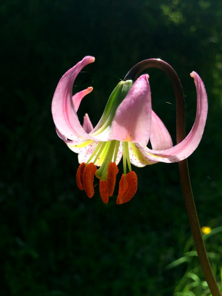CONTEST WINNER: Kellogg's Lilly