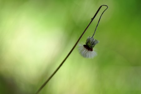 Vellosilla (Hieracium pilosella) photo