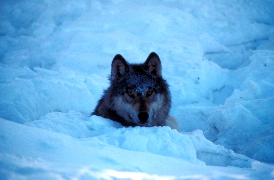 Wolf, Kenai NWR
