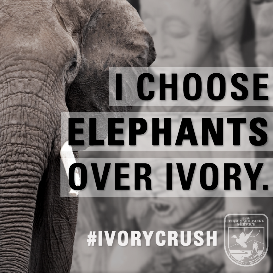 I choose elephants over ivory.