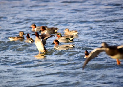 Green-winged teal at Seedskadee National Wildlife Refuge