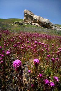 Carrizo Plain National Monument