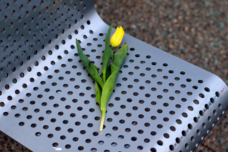 Somewhere a Mom is MIssing Her Flower