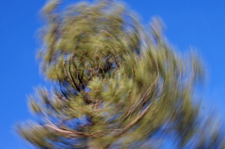 Tree in Motion photo