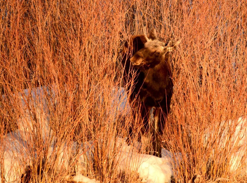Moose at Seedskadee National Wildlife Refuge