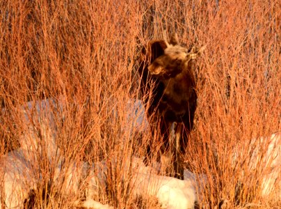 Moose at Seedskadee National Wildlife Refuge