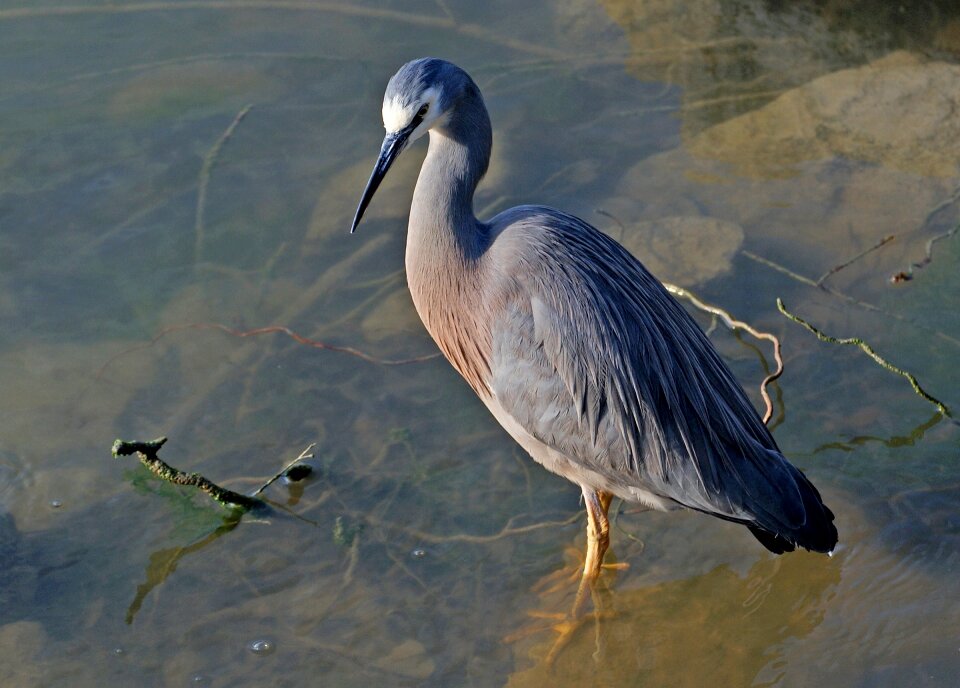 Beak neck portrait