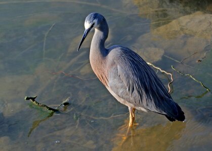 Beak neck portrait photo