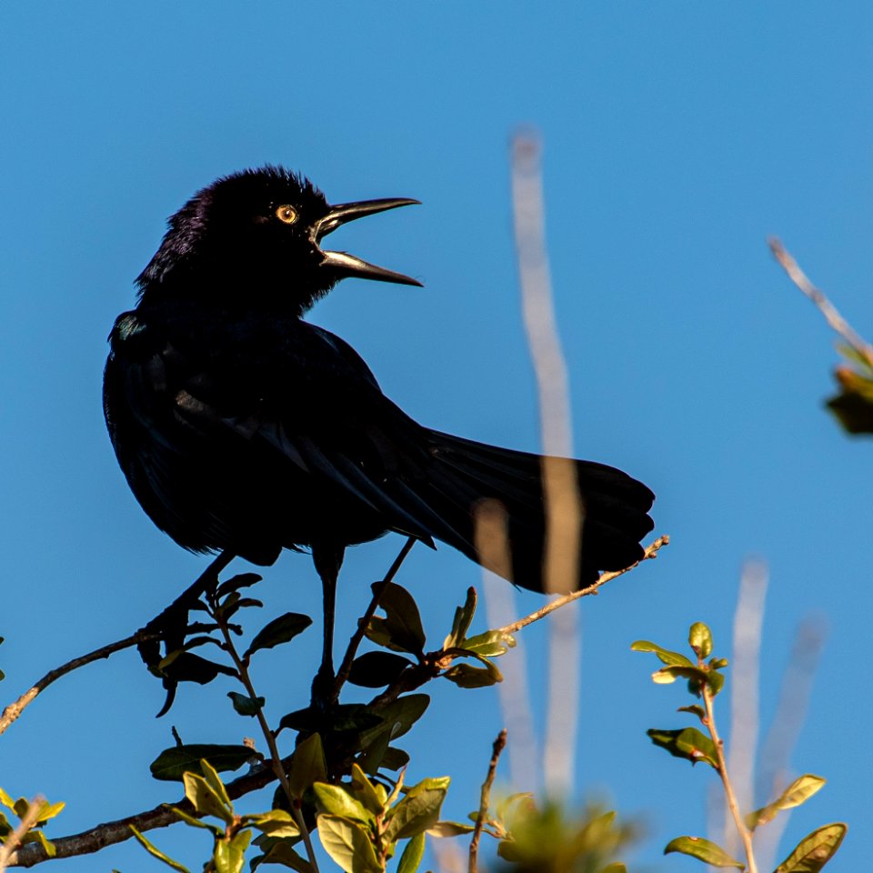 Boat-tailed Grackle St. Marks NWR
