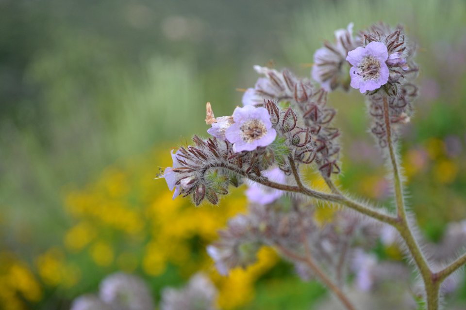 Caterpillar phacelia