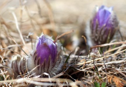 Open as in Crocus