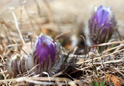 Open as in Crocus photo