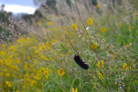 caterpillar on shining pepperweed