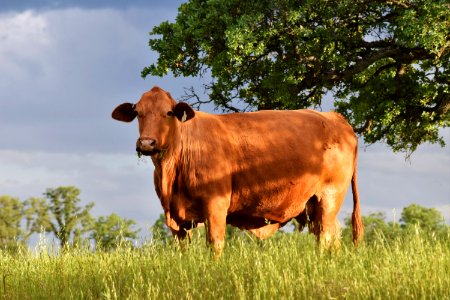WINNER: Sacramento River Bend Grazing in Redding Field Office