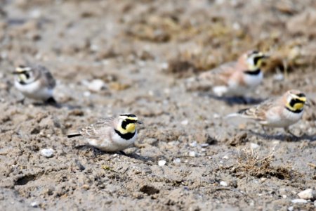 Horned Larks photo