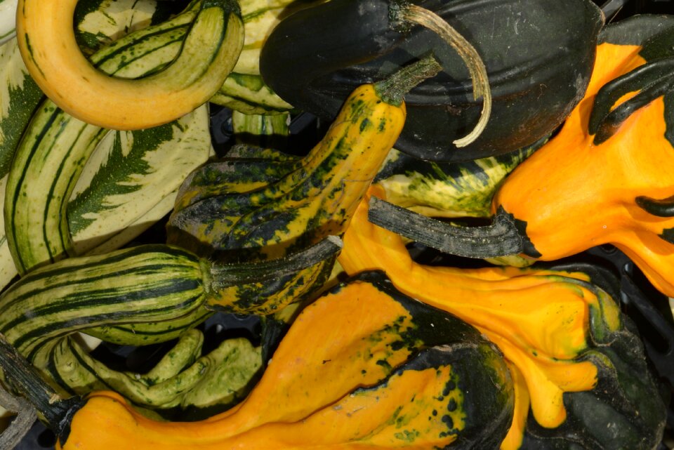 Vegetables zucchini autumn
