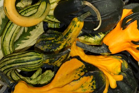 Vegetables zucchini autumn