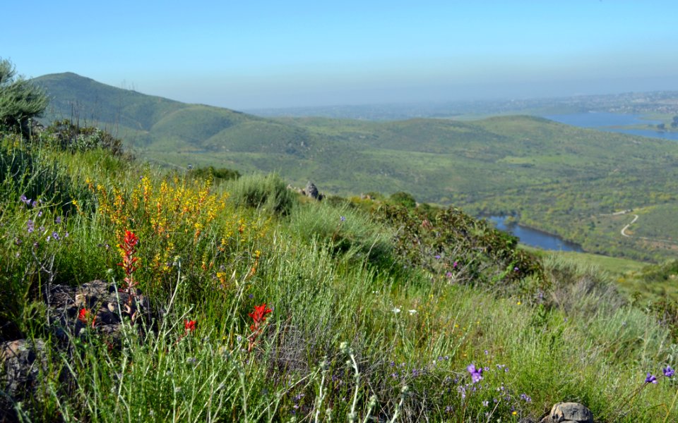San Diego Refuge with wildflowers
